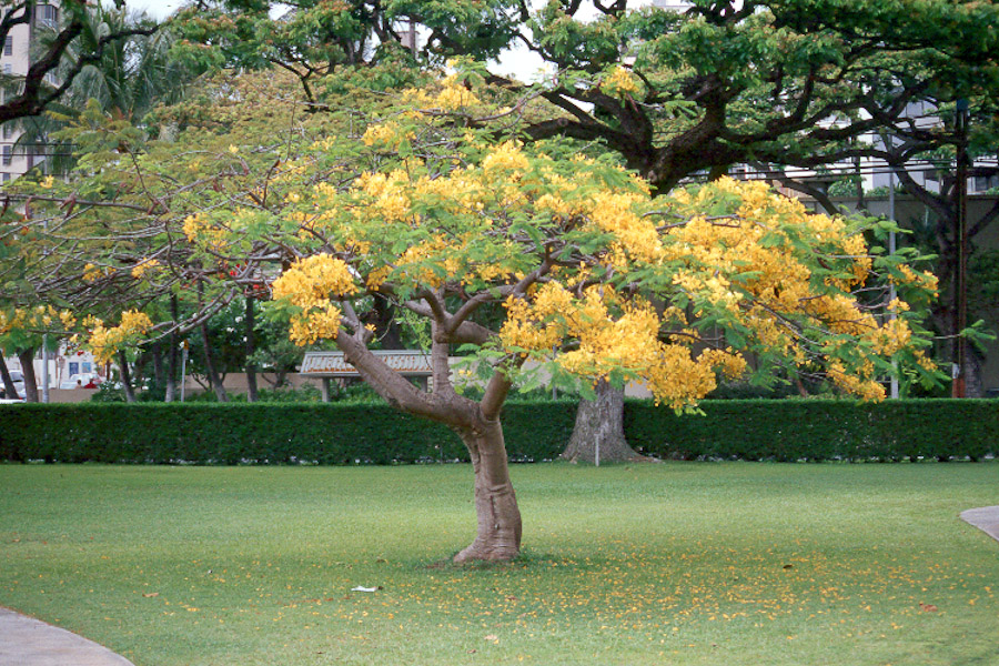 What Do Yellow Leaves in Summer Mean for My Trees?